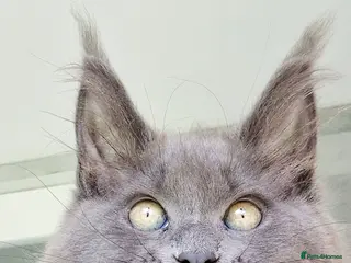 Maine Coon cats Maine coon kittens - Advert 1