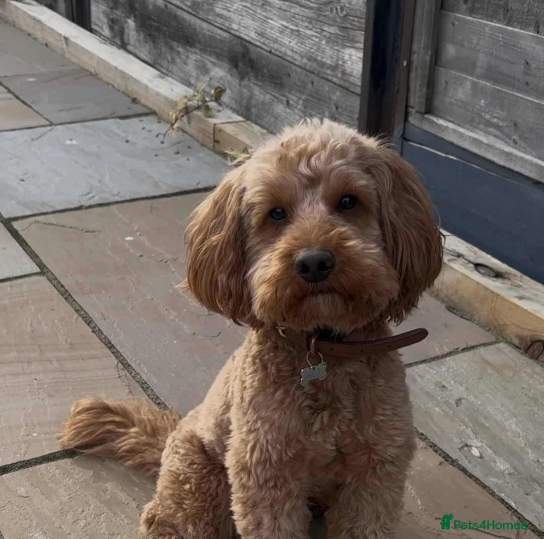 Cockapoo dogs for stud: PROVEN STUD - Red/Apricot F1B cockapoo - Advert 1