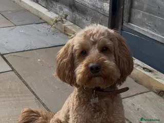 Cockapoo dogs PROVEN STUD - Red/Apricot F1B cockapoo - Advert 7