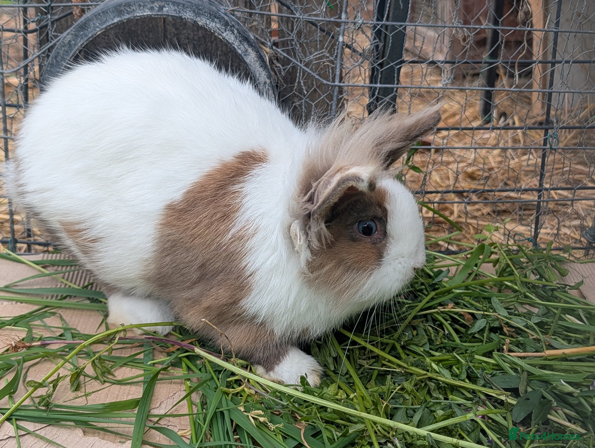 Lionhead rabbits 5 Fluffy Lion head bunnies for sale  - Advert 1