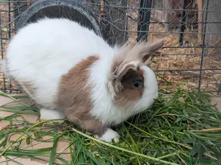 Lionhead rabbits 5 Fluffy Lion head bunnies for sale - Advert 1