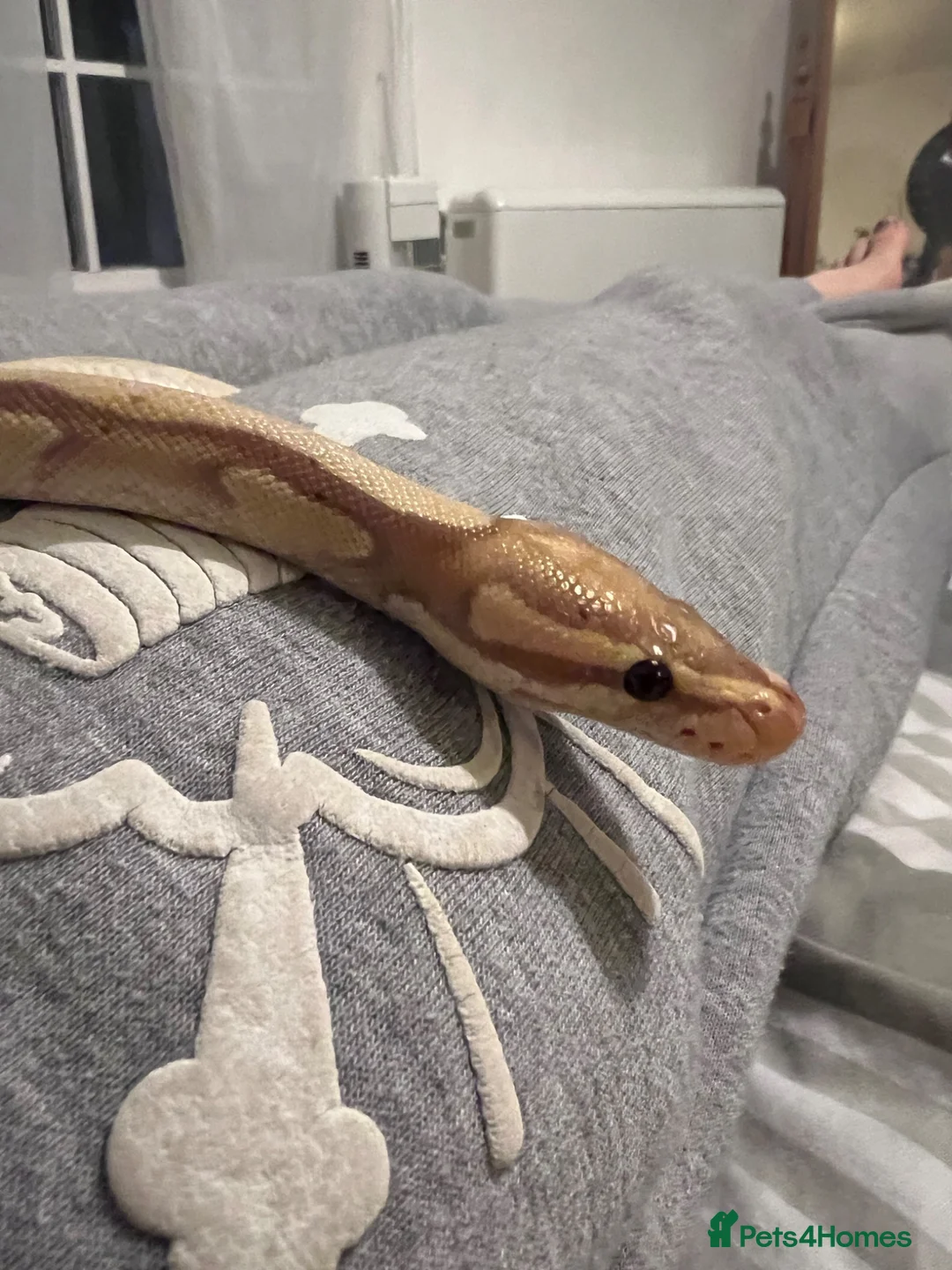 Python Snake reptiles for sale: Bannana ball python with full enclosure  - Advert 4
