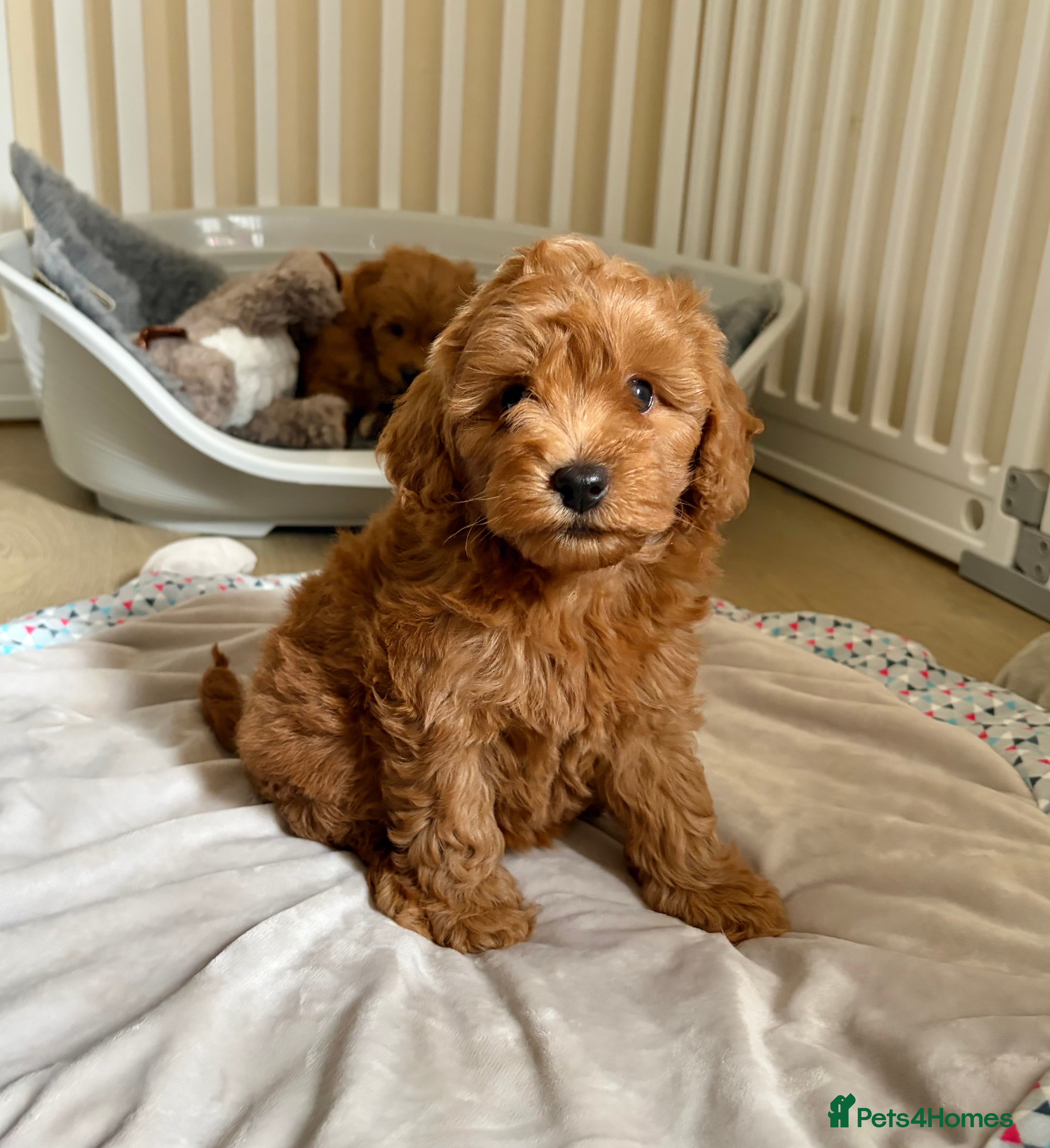 Cockapoo dogs Toy poodle/cockapoo puppies Health tested  - Advert 4