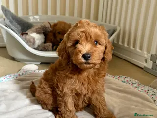 Cockapoo dogs Toy poodle/cockapoo puppies Health tested - Advert 10