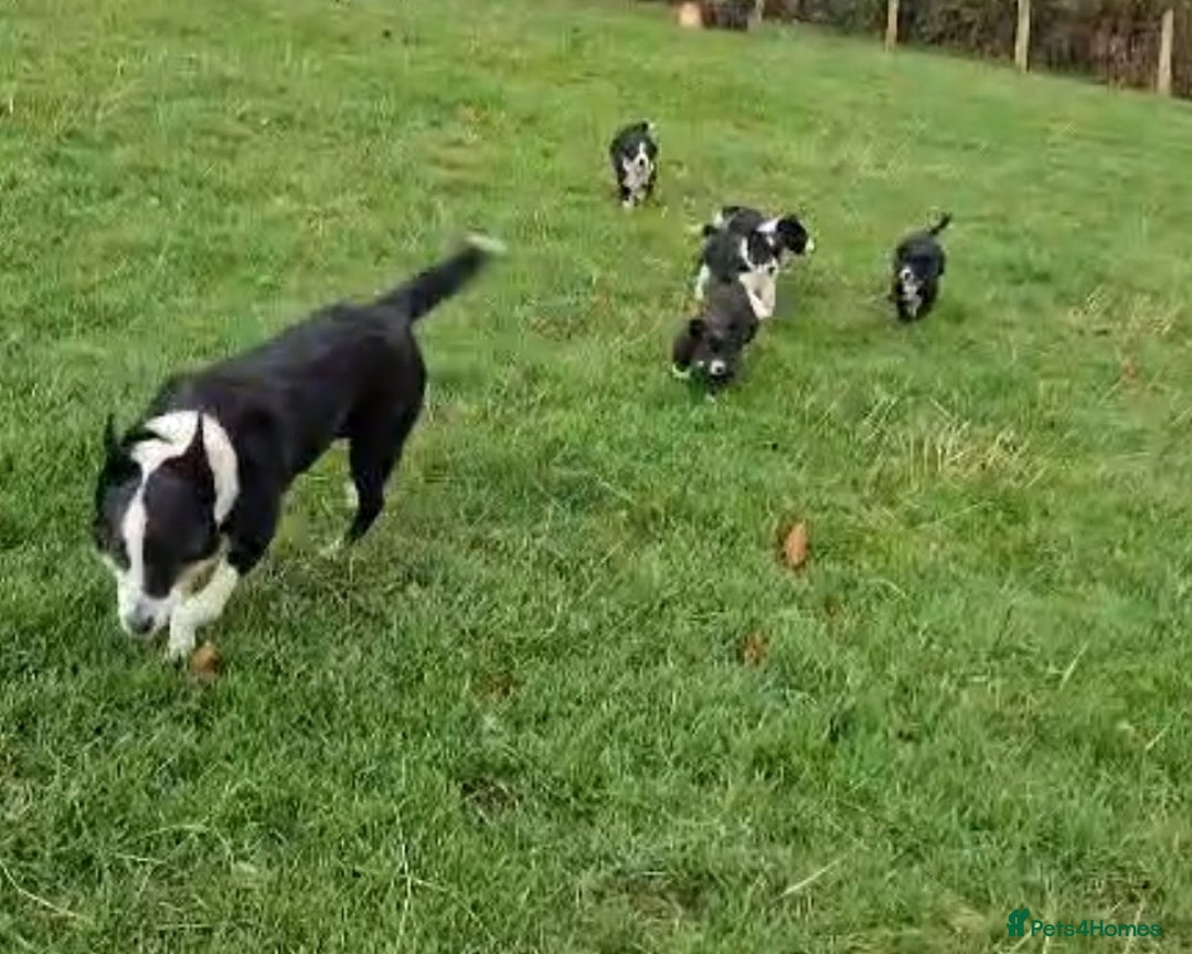 Border Collie dogs for sale: Beautiful border collie pups for sale - Advert 14