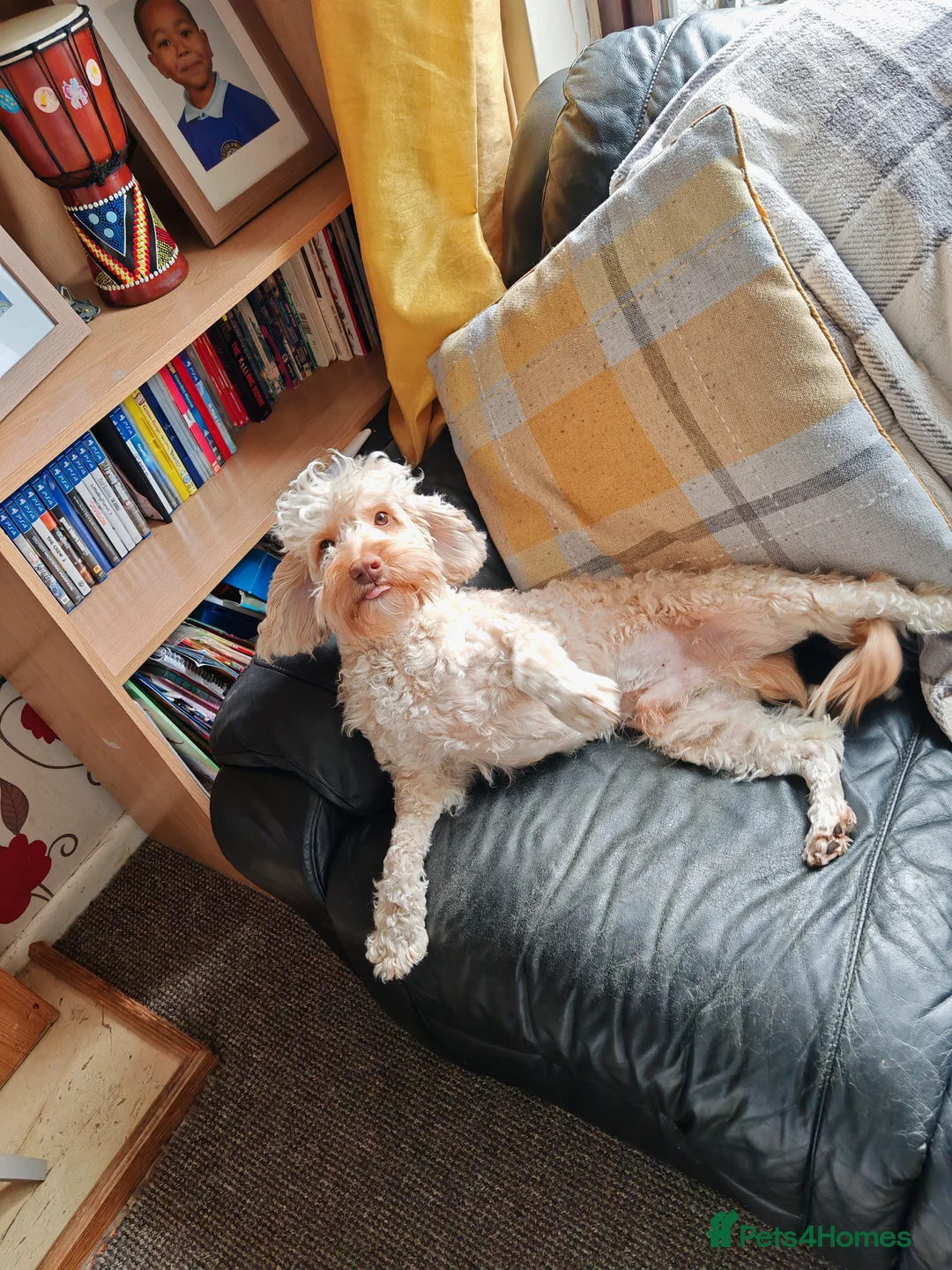 Cockapoo dogs for sale: Cockapoo for sale - Advert 2