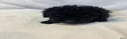 Miniature Poodle dogs for sale: Miniature poodles - Advert 14