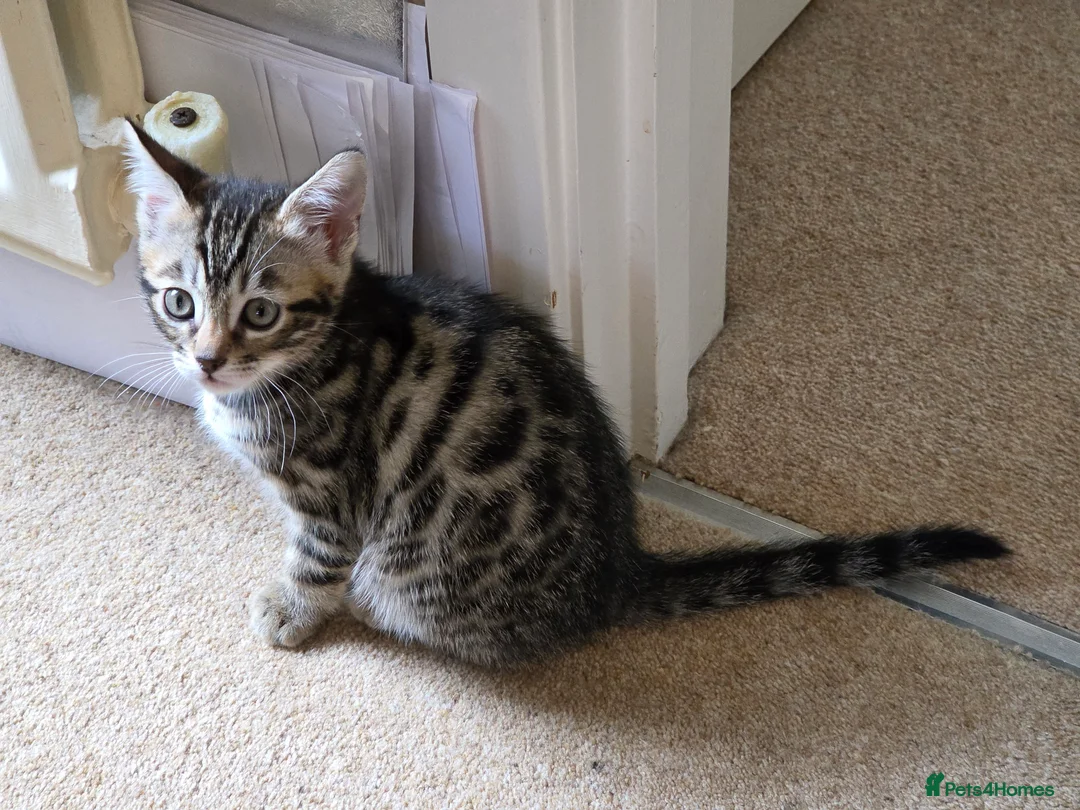 Bengal cats for sale: Adorable Bengal Cross Kittens for Sale - Advert 2