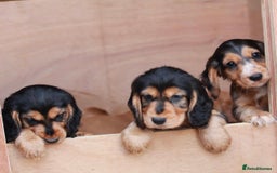 Cocker Spaniel dogs for sale: Full Cocker Spaniels Puppies  - Image 8