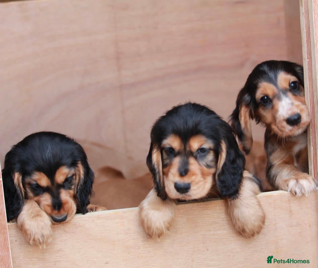 Cocker Spaniel dogs for sale: Full Cocker Spaniels Puppies  - Image 8