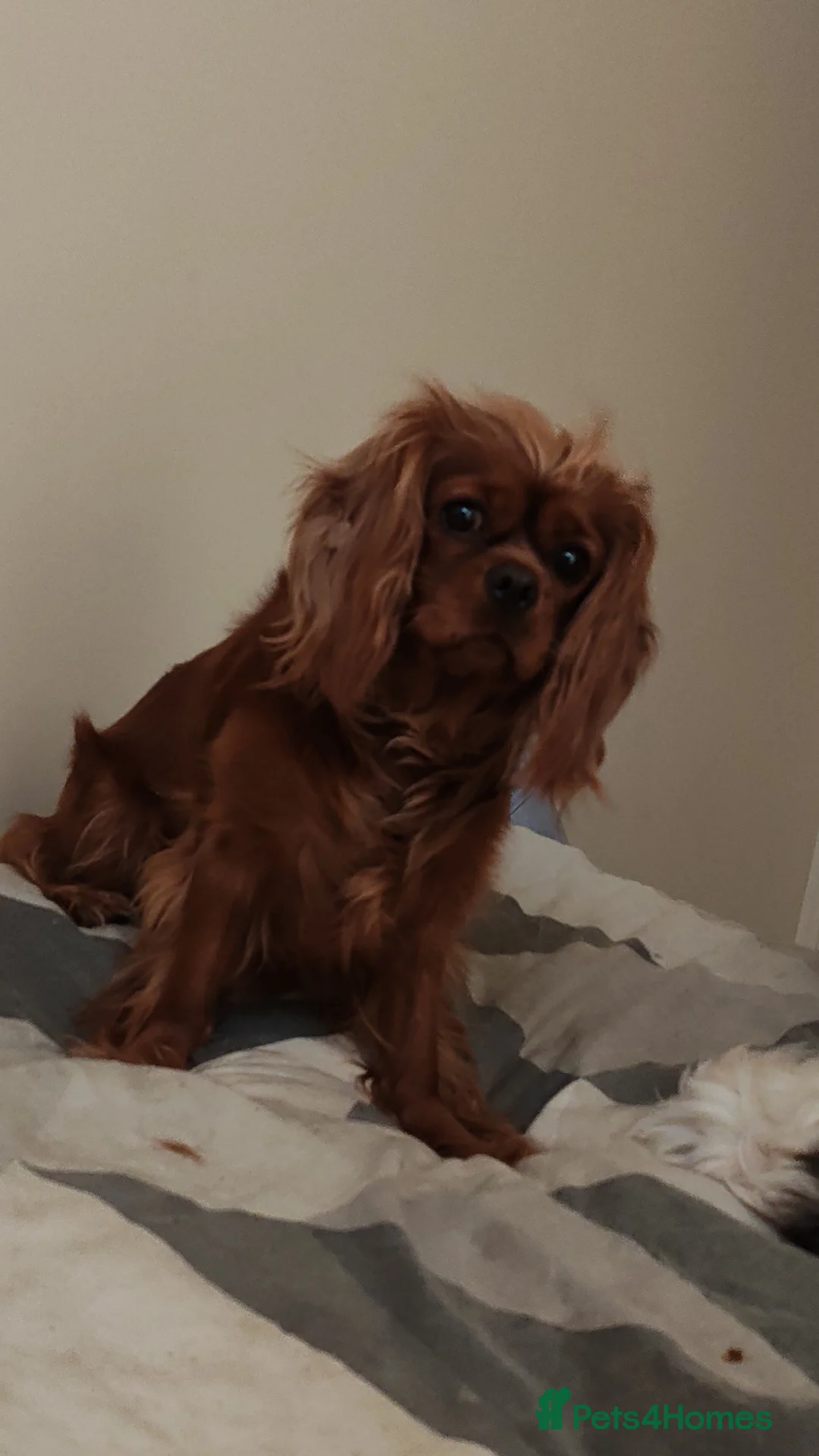 Cavalier King Charles Spaniel dogs for sale: I sadly need to find a forever home for my girl  in Rotherham - Advert 1