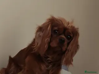 Cavalier King Charles Spaniel dogs I sadly need to find a forever home for my girl in Rotherham - Advert 2