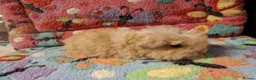 Guinea Pig rodents for sale: Baby Boars in longhaired breeds & teddies  - Advert 10