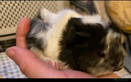 Guinea Pig rodents for sale: Gorgeous baby Guinea pigs - Advert 5