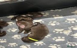 Sprocker dogs for sale: 3 Gorgeous brown sprokers boy puppies  - Image 7