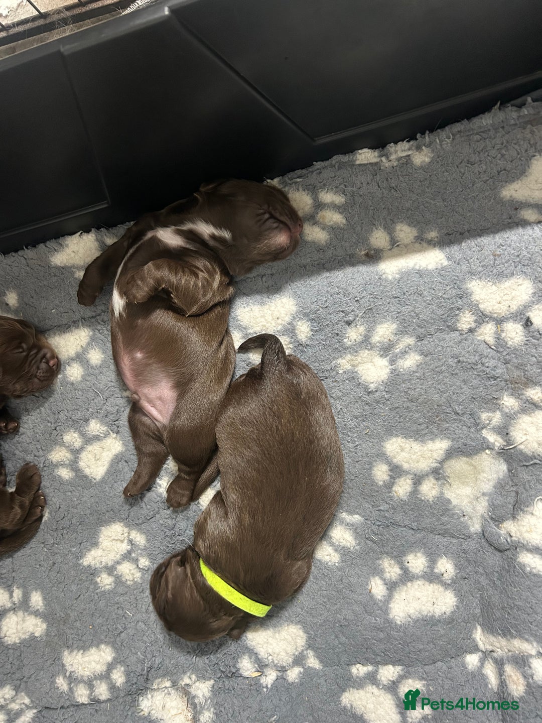 Sprocker dogs for sale: 3 Gorgeous brown sprokers boy puppies  - Image 7