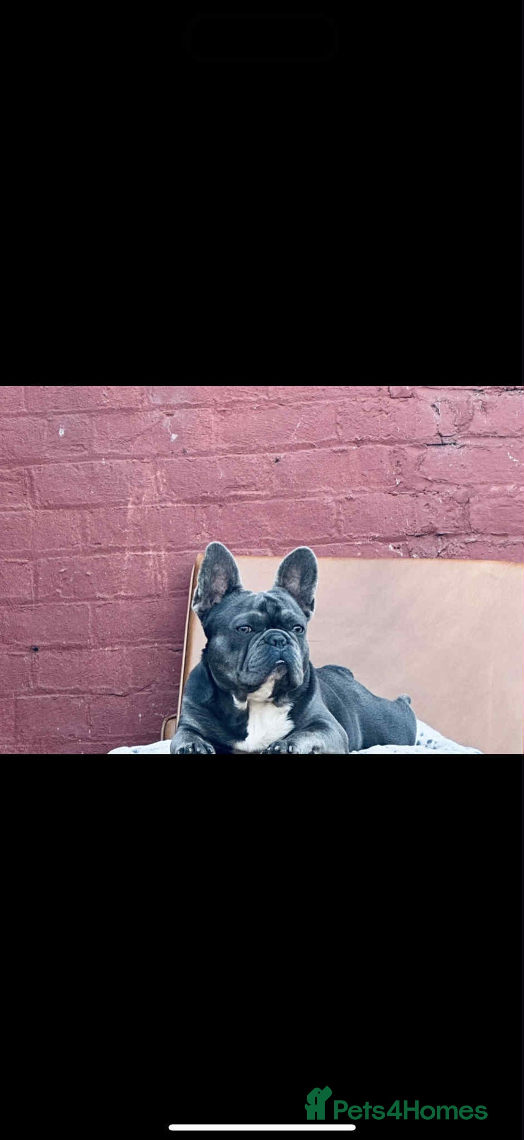 French Bulldog dogs for sale: French Bulldog 10 weeks puppies - Image 5