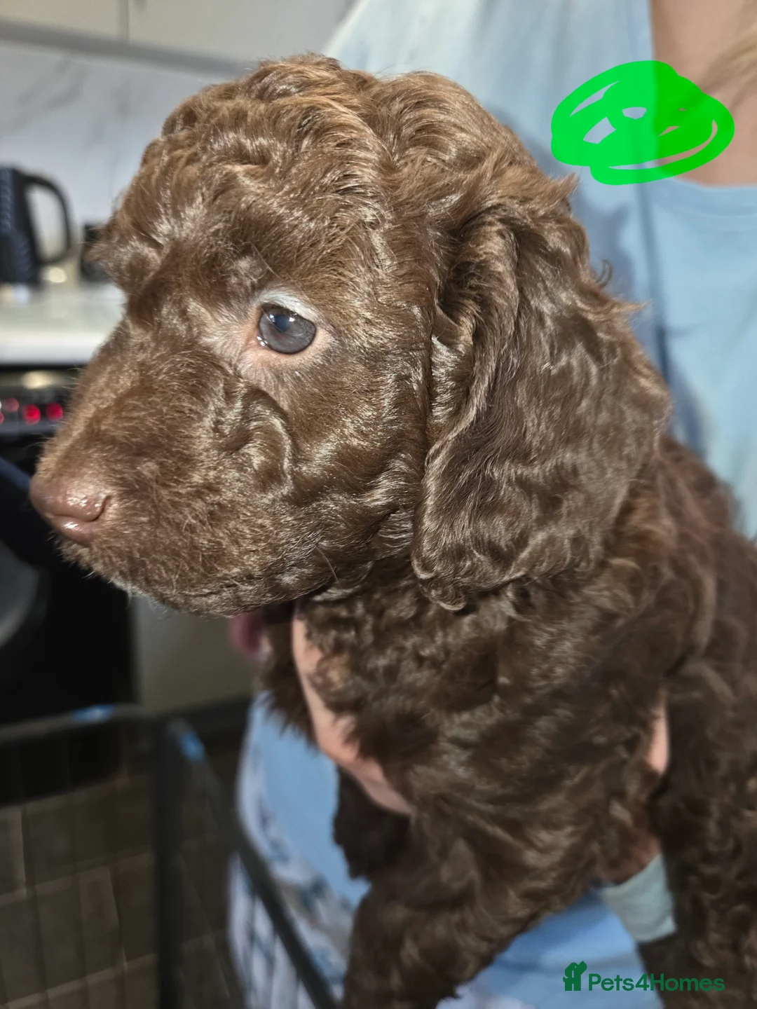 Cockapoo dogs for sale:  Absolutely stunning  F1b chocolate cockapoos  in Peterborough - Advert 2