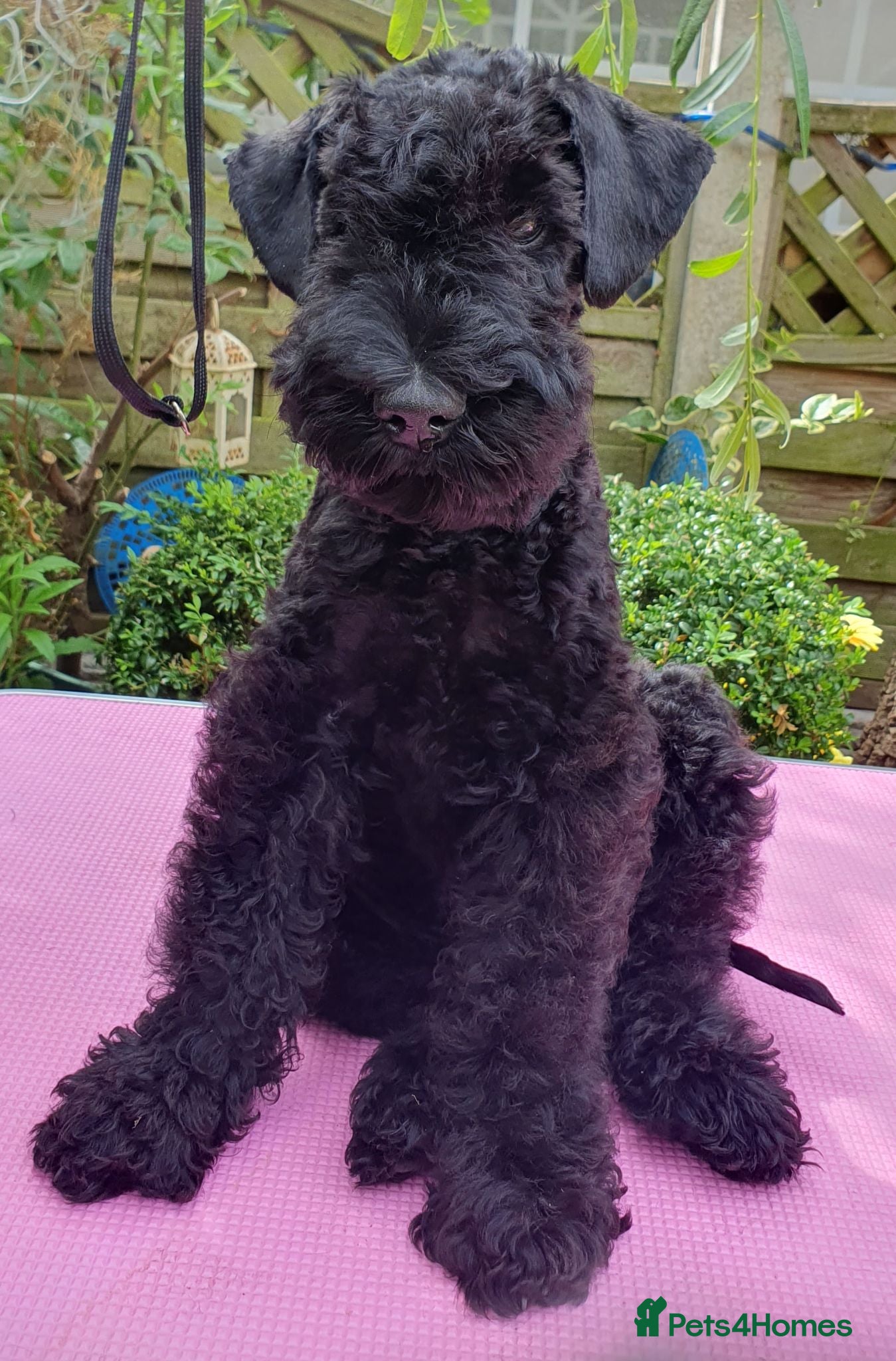 Kerry Blue Terrier dogs Kerry blue terrier puppies - Advert 1