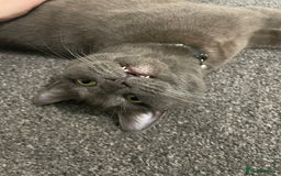 Mixed Breed cats for sale: Stunning kittens - Image 22
