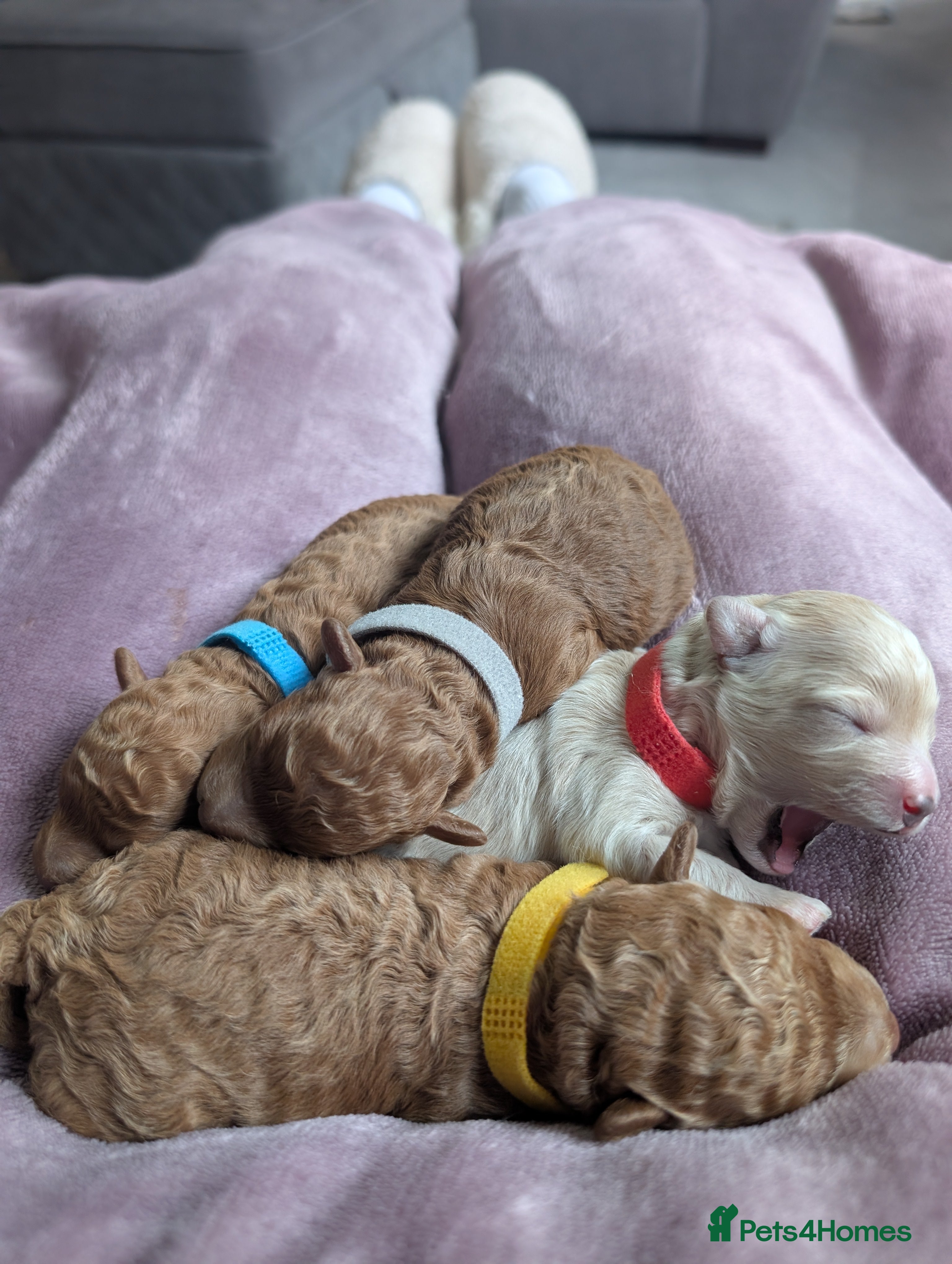 Maltipoo dogs Home-raised F1b Maltipoo Puppies – Red & Champagne - Advert 4