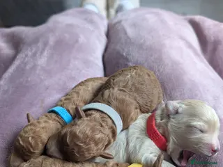 Maltipoo dogs Home-raised F1b Maltipoo Puppies – Red & Champagne - Advert 4