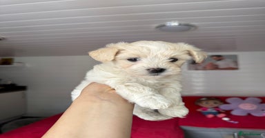 Bichon Frise dogs - Advert 8