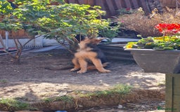 German Shepherd dogs for sale: German Shepherd pups - Image 8