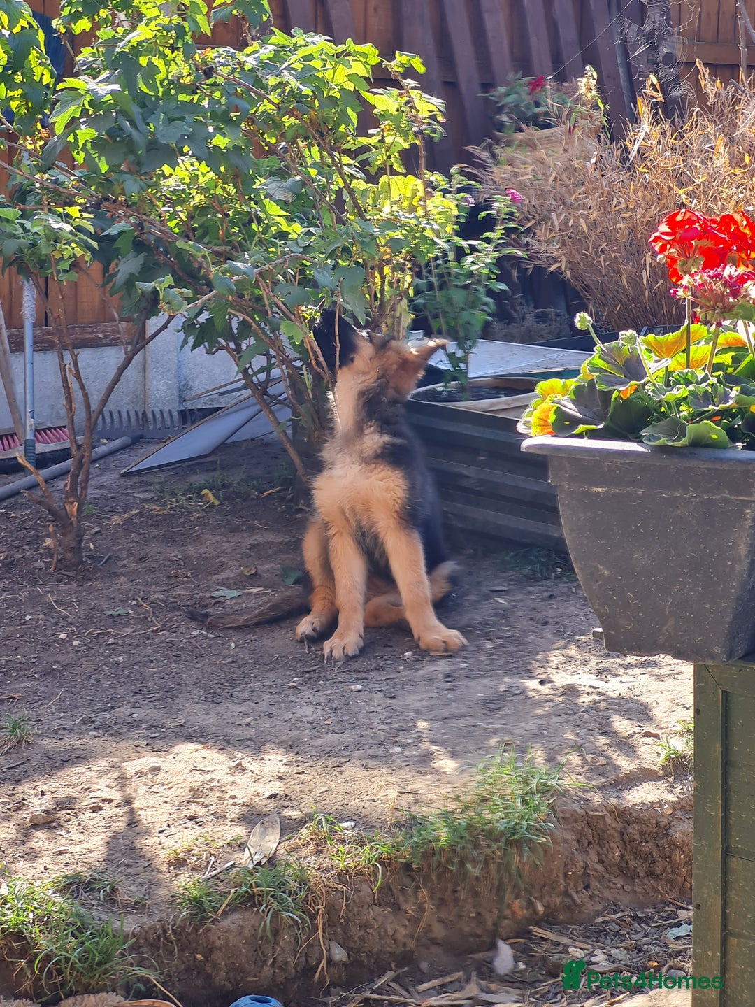German Shepherd dogs for sale: German Shepherd pups - Image 8