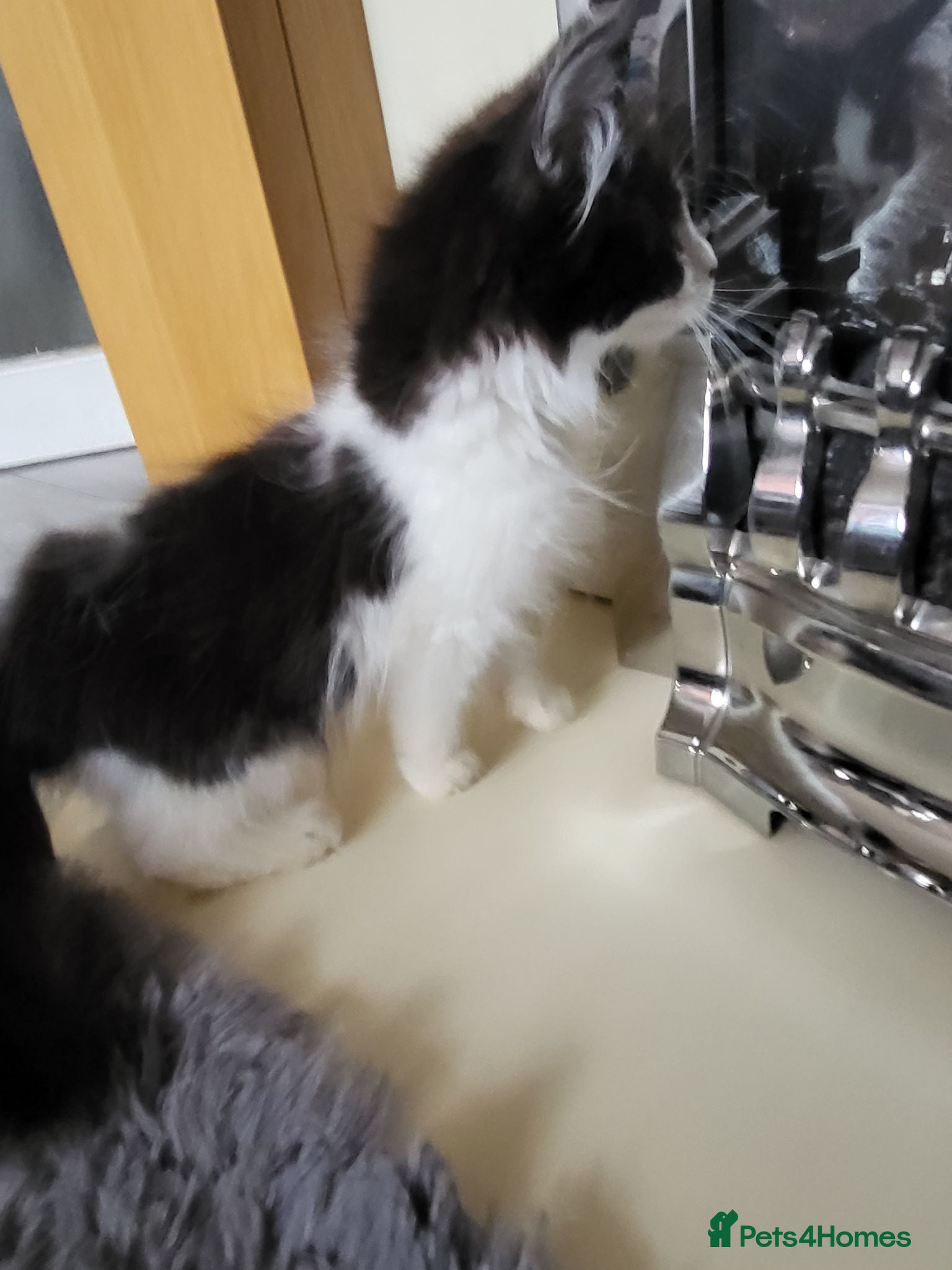 Mixed Breed cats Cute playful 9 weeks - Advert 1