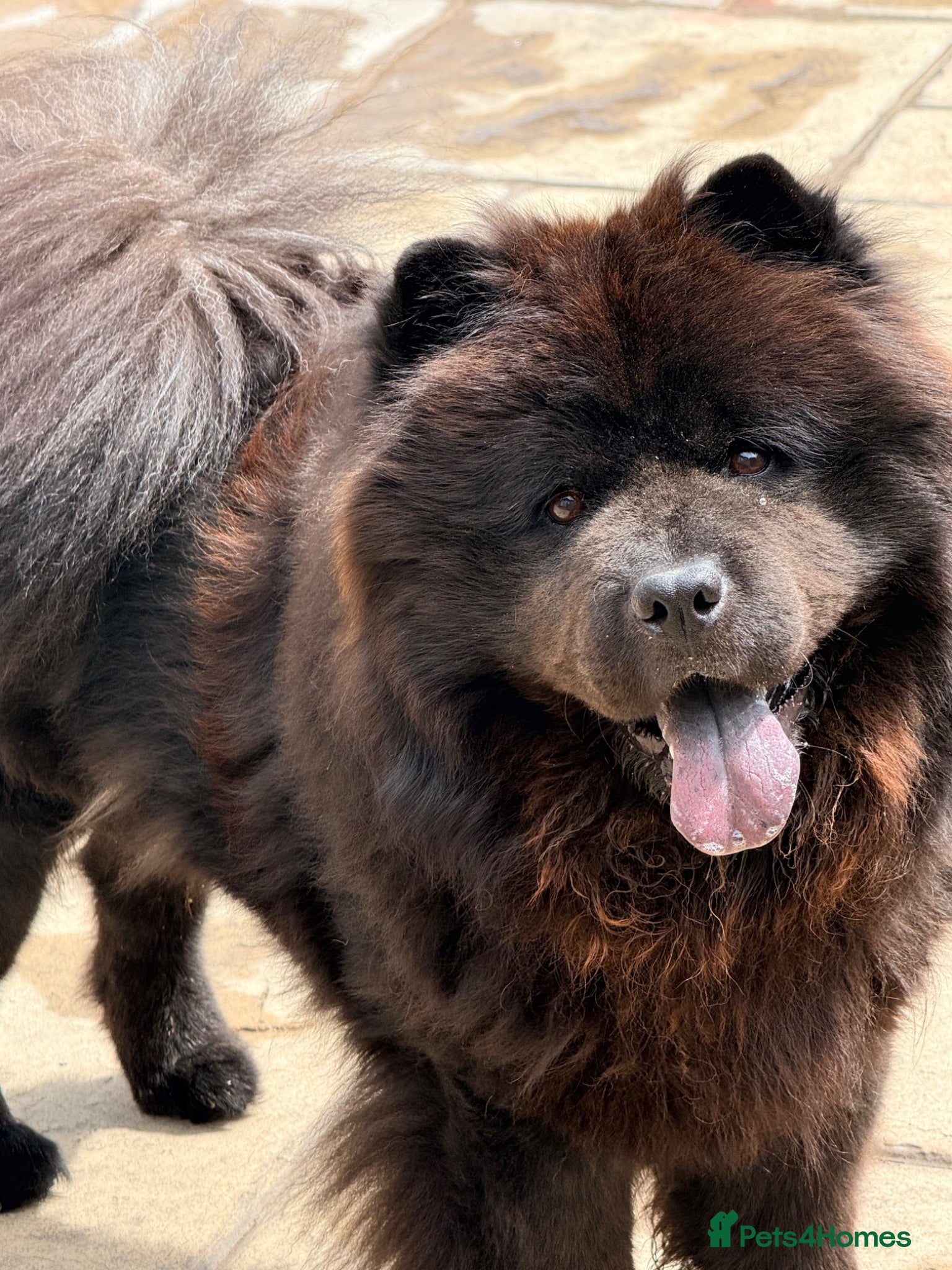 Chow Chow dogs Male Black Chow Chow (intact) 2 years old - Advert 5