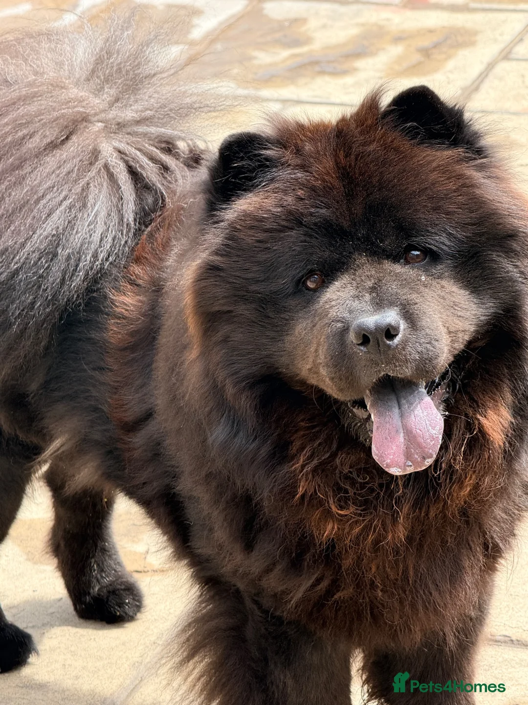 Chow Chow dogs for sale: Male Black Chow Chow (intact) 2 years old - Advert 1
