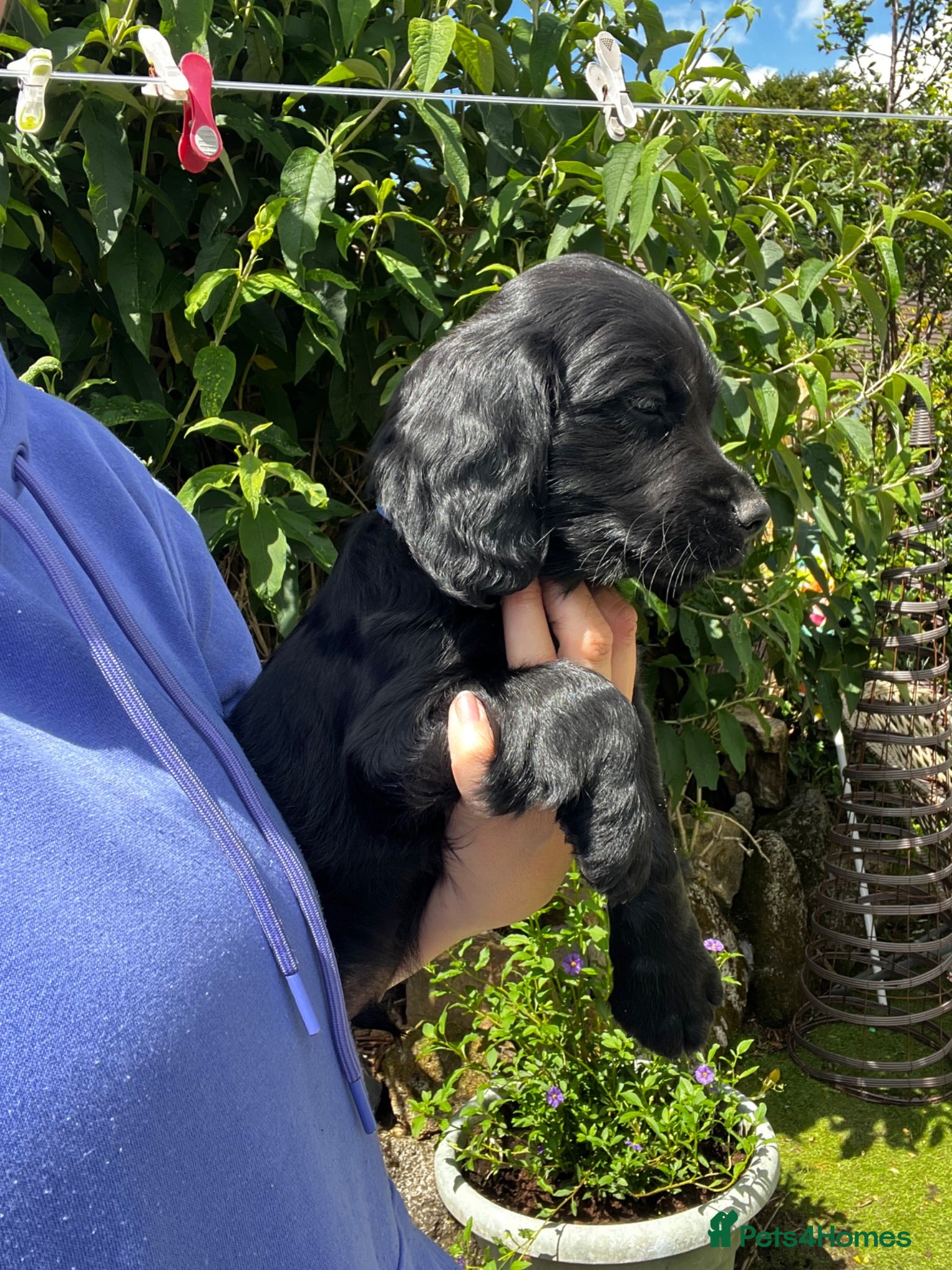 Cocker Spaniel dogs Kc registered cocker spaniel puppies  - Advert 8