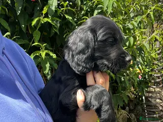 Cocker Spaniel dogs Kc registered cocker spaniel puppies - Advert 17