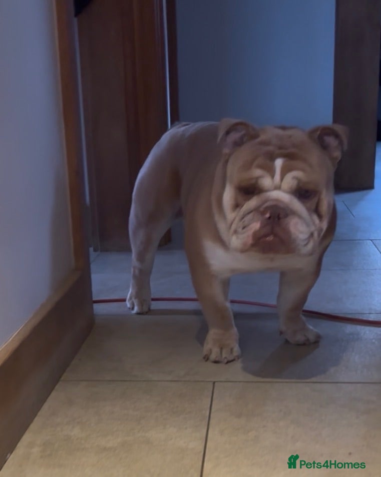 English Bulldog dogs English bulldog - Advert 2