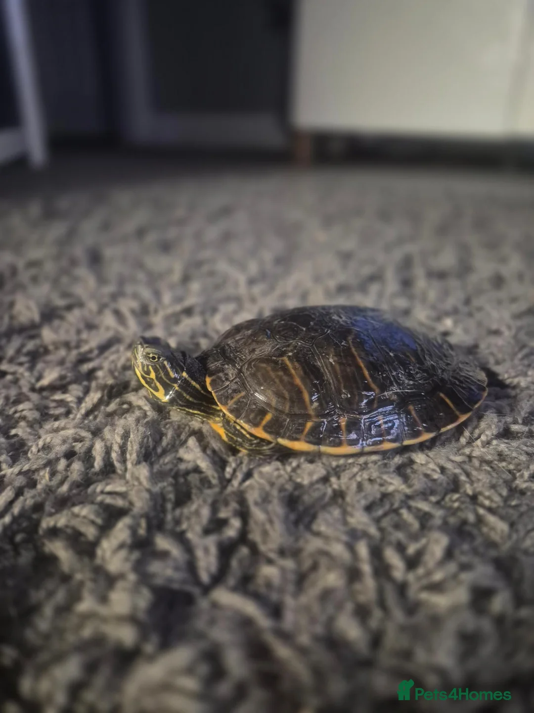 Tortoise reptiles for sale: Rafael the tortoise  - Advert 2