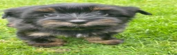 Yorkshire Terrier dogs for sale: York Terrier ,Black Tan - Advert 8