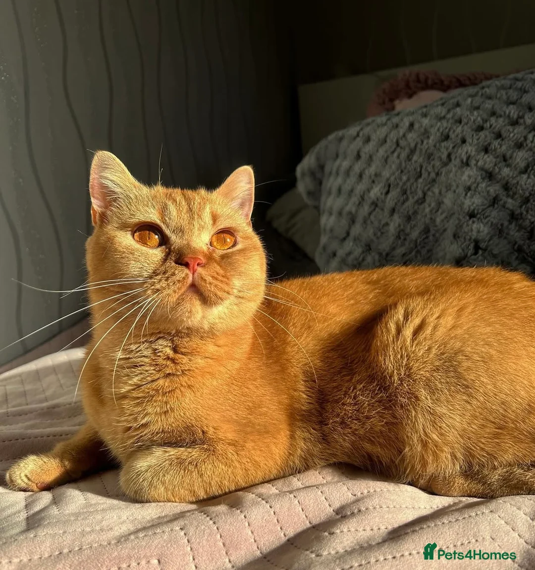 British Shorthair cats for sale: GCCF Reg Beautiful unique kittens - Advert 9