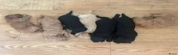 Labradoodle dogs for sale: Miniature labradoodle puppies  - Advert 3