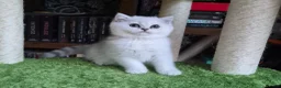 British Shorthair cats for sale: Beautiful registered boy ( Ready ) - Advert 15