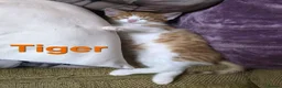 Mixed Breed cats for sale: Loving home/s sought - Advert 9