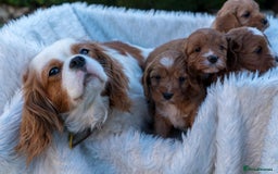 Cavapoo dogs for sale: Beautiful Cavapoo Puppies 1st Generation for sale - Image 9