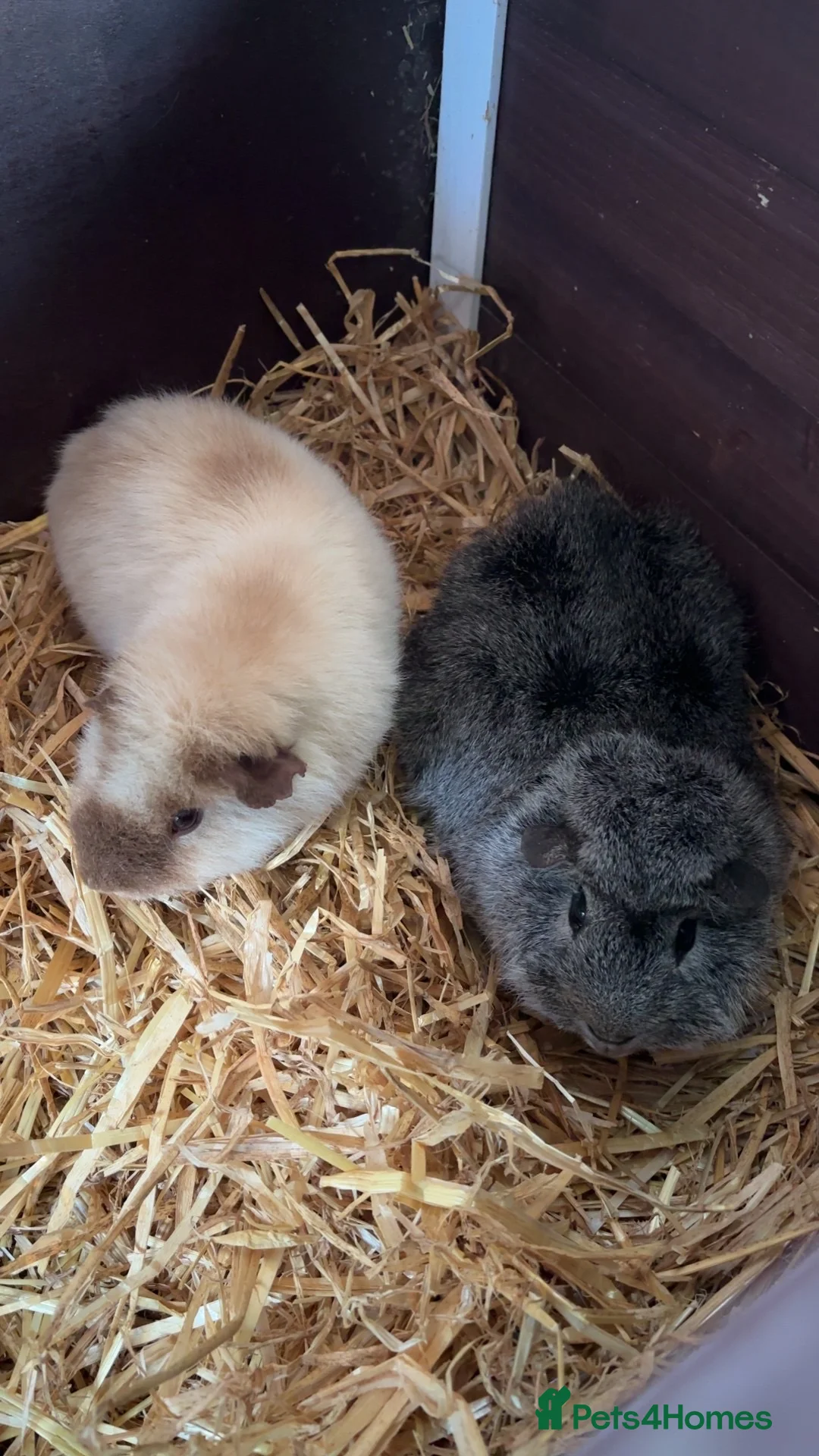 Guinea Pig rodents for sale: 2 boars must go together !  - Advert 1
