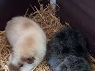 Guinea Pig rodents 2 boars must go together ! - Advert 1
