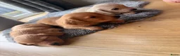 Miniature Dachshund dogs for sale: Miniature Long Haired Dachshund  - Advert 10