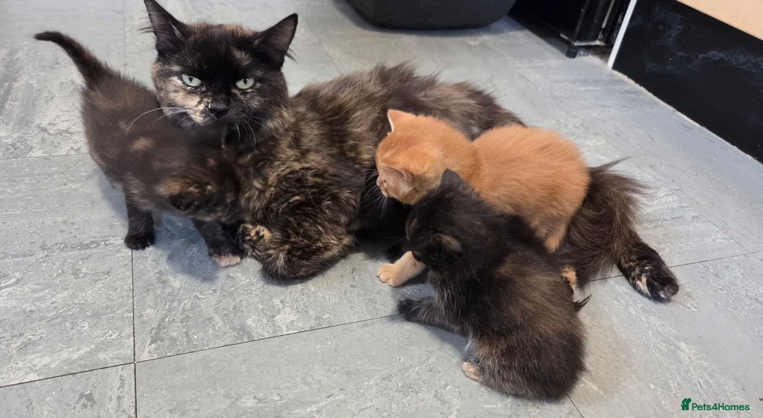 Domestic Shorthair cats for sale: 5 Beautiful female kittens for sale  - Advert 2