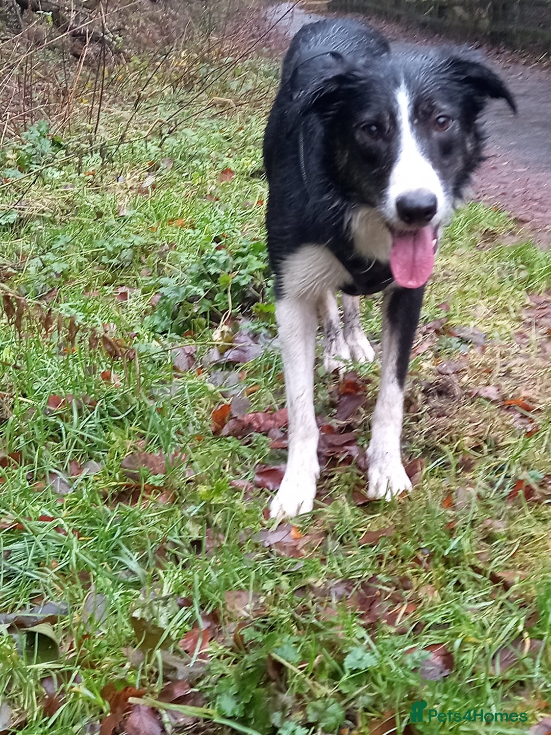 Border Collie dogs for sale: Border collie - Advert 4