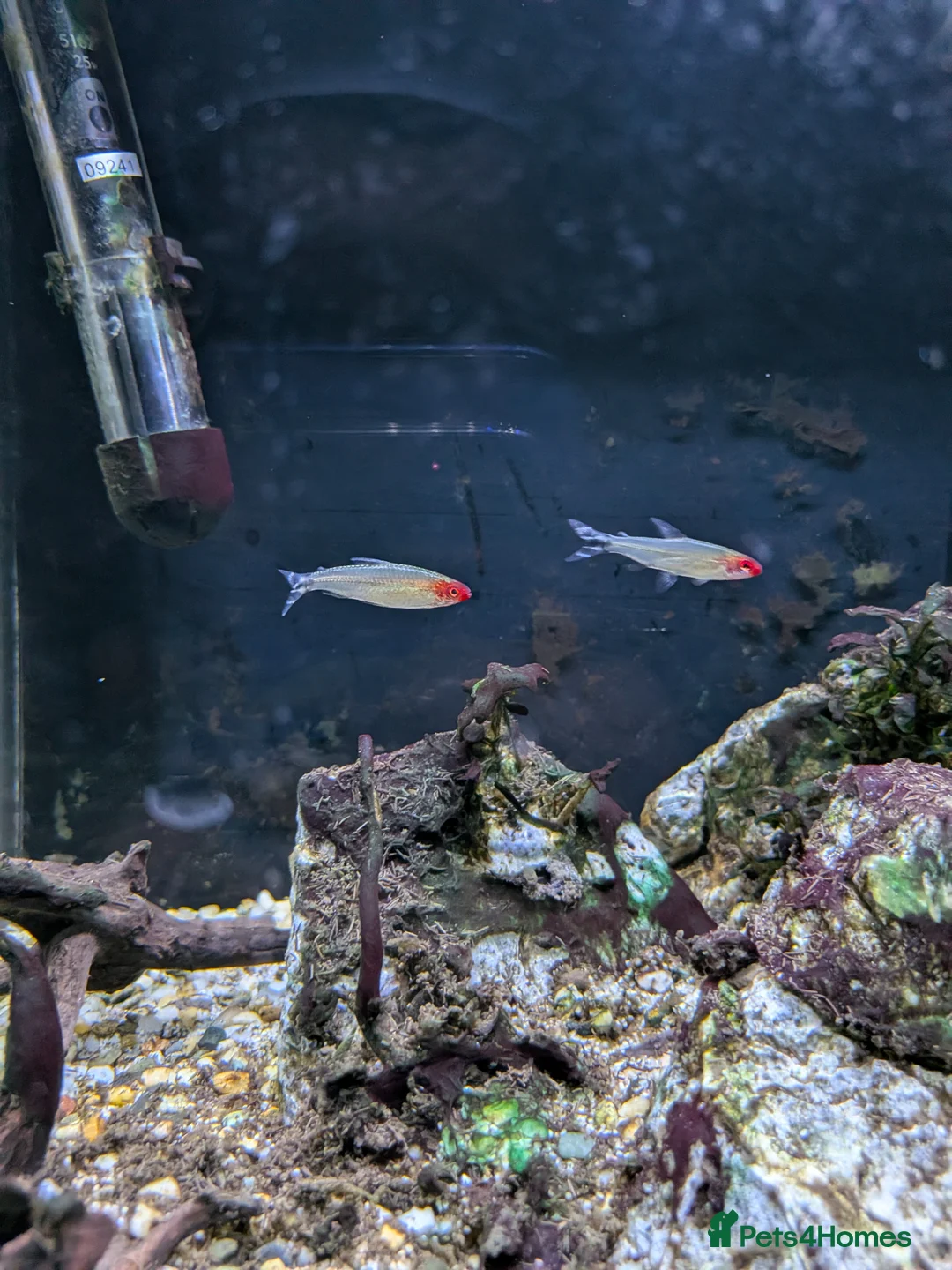 Other/Mixed Breed fish for sale: Mix - 2 tetra, 1 Danio, 3 Snails in Blackburn - Advert 2