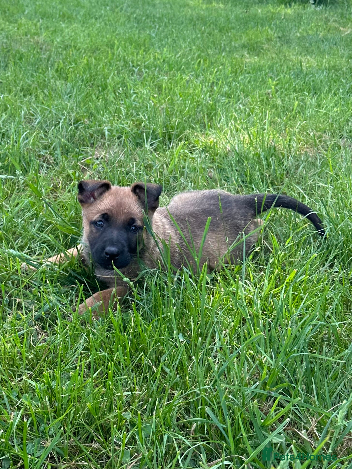 Belgian Shepherd Dog dogs for sale: Belgium Malinois  - Advert 4