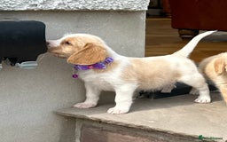 Mixed Breed dogs for sale: Beautiful Beagle X Cavapoo Puppies 🐾  - Image 5